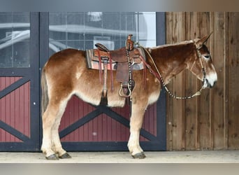 Mule, Mare, 14 years, 15.2 hh, Sorrel