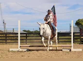 Mule, Mare, 14 years, 15.3 hh, Gray