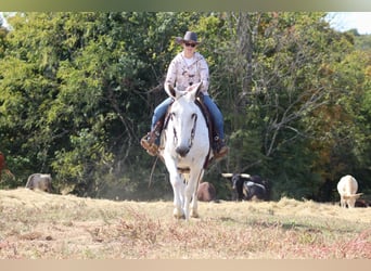Mule, Mare, 14 years, 15.3 hh, Gray
