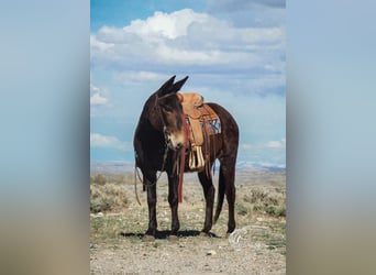Mule, Mare, 14 years, 15 hh, Brown