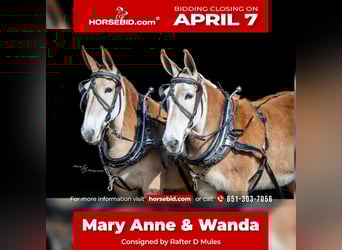 Mule, Mare, 14 years, 15,2 hh