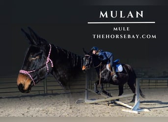 Mule, Mare, 14 years, 17.2 hh, Bay-Dark