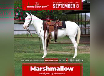 Mule, Mare, 15 years, 13.2 hh, Pinto Mule, Mare, 15 years, 13.2 hh, Pinto