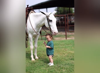 Mule, Mare, 15 years, 13,2 hh, Pinto