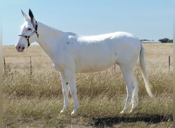 Mule, Mare, 15 years, 13,2 hh, Pinto
