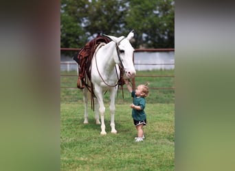 Mule, Mare, 15 years, 13,2 hh, Pinto