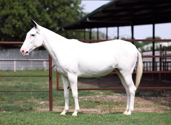 Mule, Mare, 15 years, 13,2 hh, Pinto