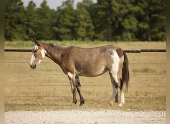Mule, Mare, 15 years, 14 hh, Roan-Bay