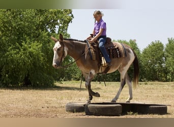 Mule, Mare, 15 years, 14 hh, Roan-Bay