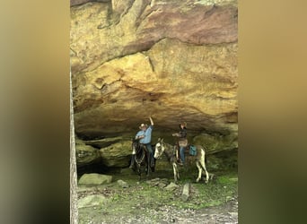 Mule, Mare, 15 years, 14 hh, Roan-Bay