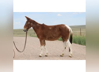Mule, Mare, 15 years, 14 hh, Roan-Red