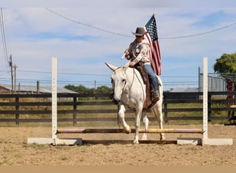 Mule, Mare, 15 years, 15,3 hh, Gray