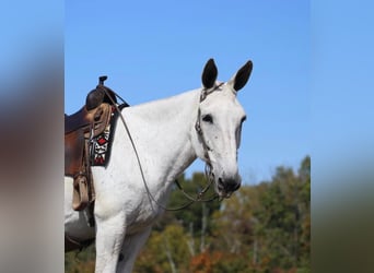 Mule, Mare, 15 years, 15,3 hh, Gray