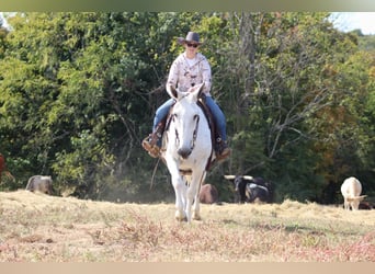 Mule, Mare, 15 years, 15,3 hh, Gray