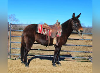 Mule, Mare, 15 years, Black