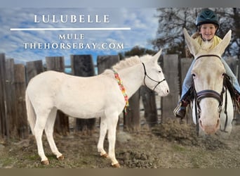 Mule, Mare, 16 years, 13,1 hh, White