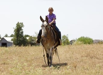 Mule, Mare, 16 years, 14 hh, Roan-Bay