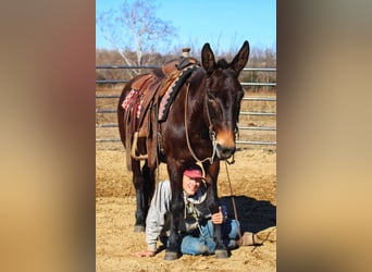 Mule, Mare, 16 years, Black