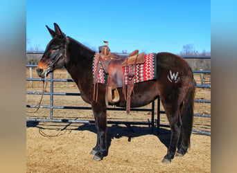 Mule, Mare, 16 years, Black