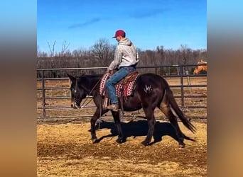 Mule, Mare, 16 years, Black