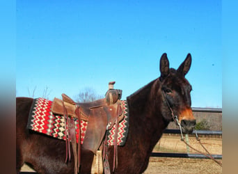 Mule, Mare, 16 years, Black