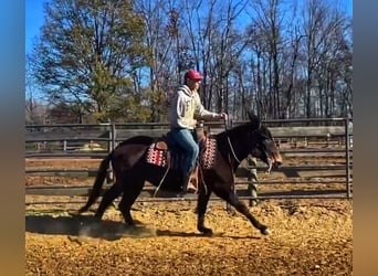 Mule, Mare, 16 years, Black