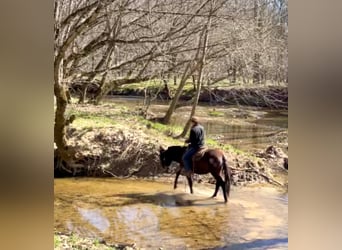 Mule, Mare, 16 years, Black