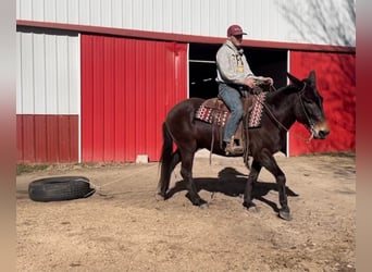 Mule, Mare, 16 years, Black