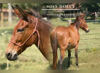 Mule, Mare, 17 years, 14 hh, Bay