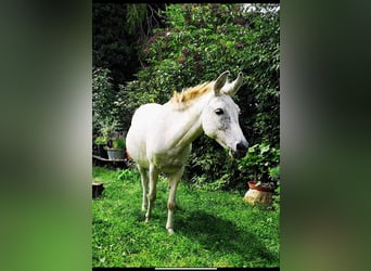 Mule, Mare, 19 years, 11,2 hh, Gray