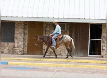 Mule, Mare, 3 years, Chestnut