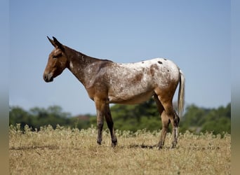 Mule, Mare, 3 years, Chestnut