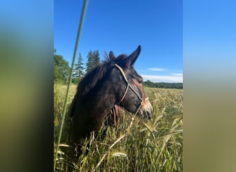 Mule, Mare, 4 years, 13.2 hh