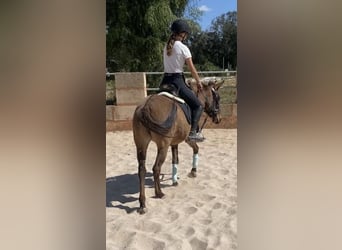 Mule, Mare, 4 years, 13,3 hh