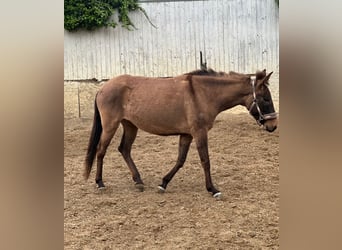 Mule, Mare, 4 years, 13,3 hh