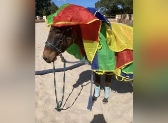 Mule, Mare, 4 years, 13,3 hh