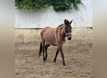 Mule, Mare, 4 years, 13,3 hh