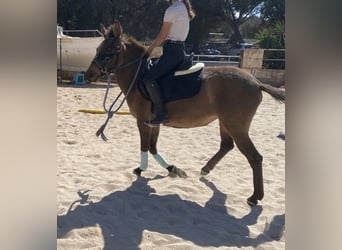 Mule, Mare, 4 years, 13,3 hh