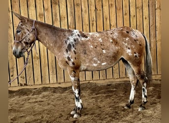 Mule, Mare, 4 years, 14 hh