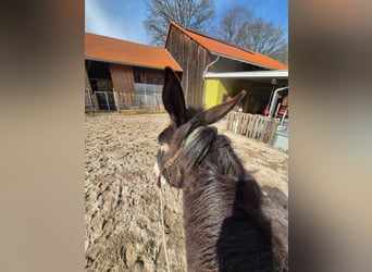 Mule, Mare, 4 years, 15.1 hh, Brown