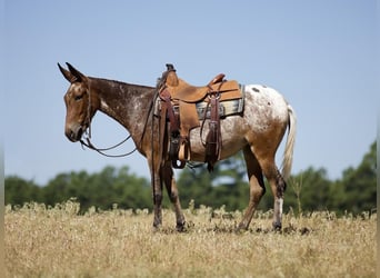 Mule, Mare, 4 years, Chestnut