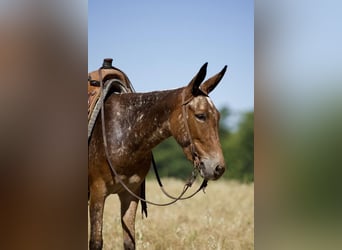 Mule, Mare, 4 years, Chestnut