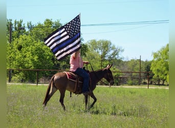 Mule, Mare, 5 years, 13 hh, Dun