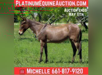 Mule, Mare, 5 years, 13 hh, Dun