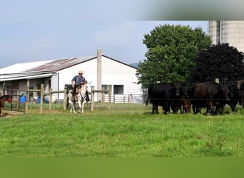 Mule, Mare, 5 years, 14.2 hh, Gray
