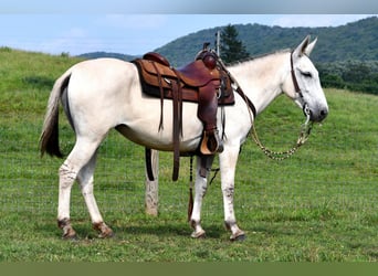 Mule, Mare, 5 years, 14.2 hh, Gray