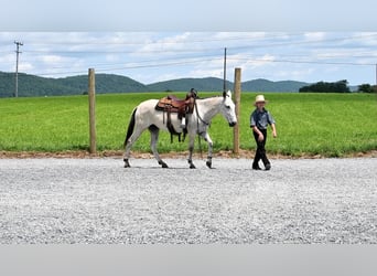Mule, Mare, 5 years, 14.2 hh, Gray