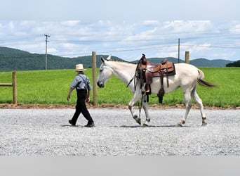 Mule, Mare, 5 years, 14.2 hh, Gray