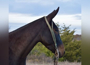 Mule, Mare, 5 years, 14.3 hh, Black