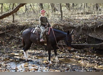 Mule, Mare, 5 years, 14.3 hh, Black